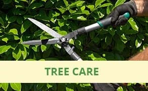 Tree Trimming — Tree Services in Revere, MA Tree Trimming — Tree Services in Revere, MA