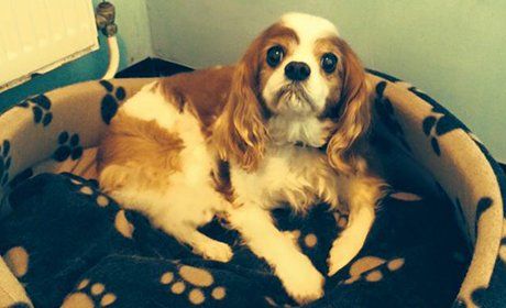 dog sitting on it bed