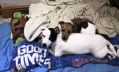 pair of dogs