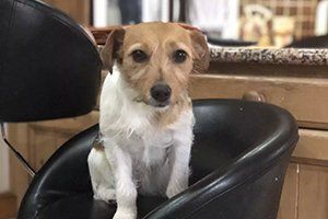 dog on a chair
