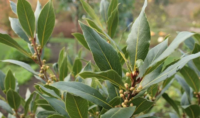 foglie di alloro bio
