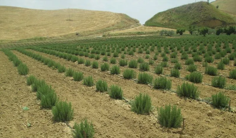 produzione e vendita di erbe essiccate