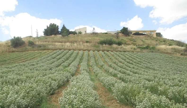 campi di erbe aromatiche