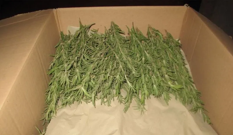 produzione e vendita di erbe aromatiche
