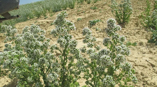produzione di erbe aromatiche essiccate