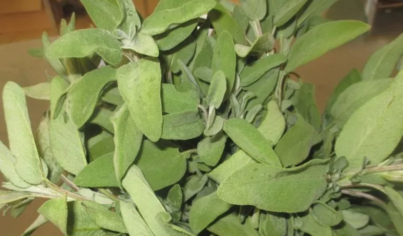 produzione di salvia essiccata