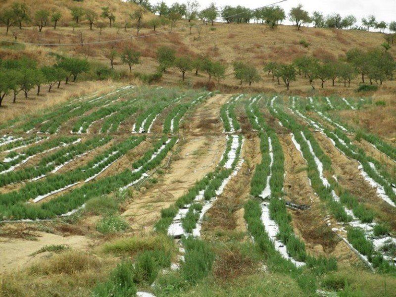 azienda di coltivazione biologica erbe