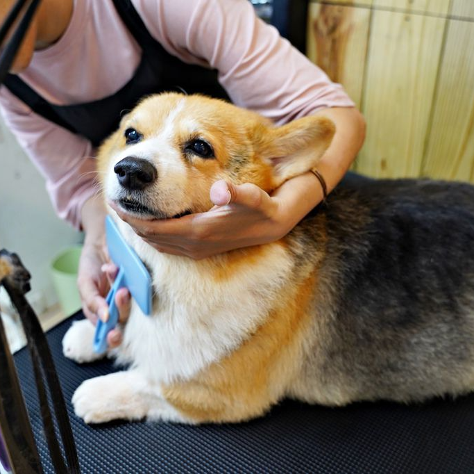 大型犬洗澡