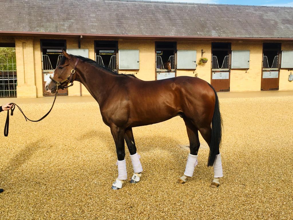 A brown horse is standing in front of a building on a dirt field.