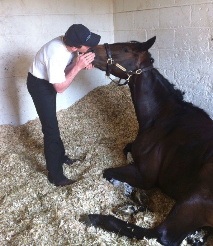 A man standing next to a horse that is laying down
