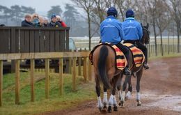 racehorse ownership opportunities