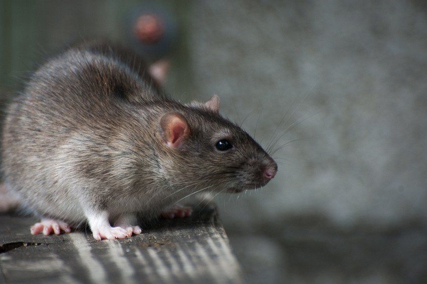 Aries Pest Control