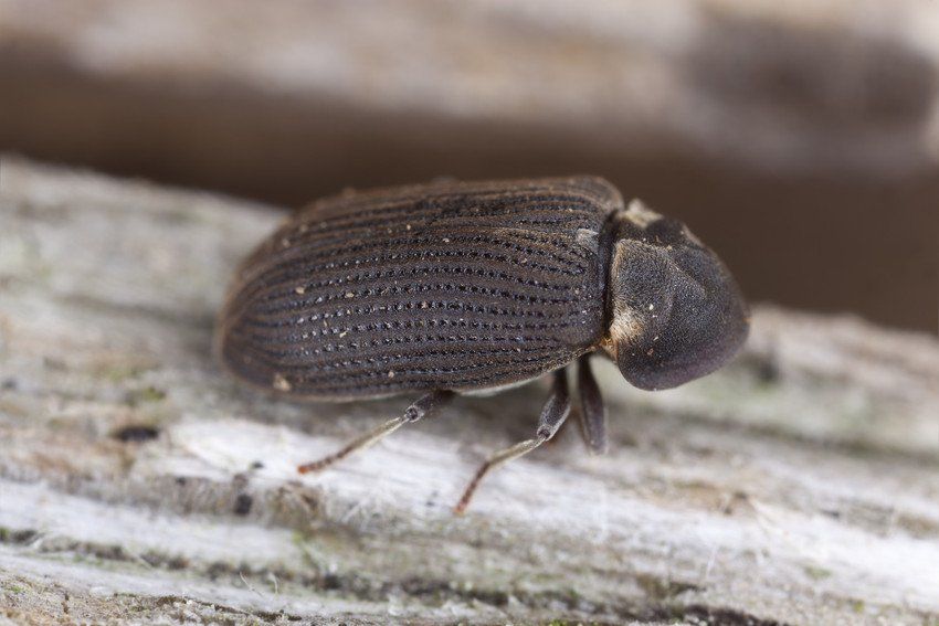 Aries Pest Control