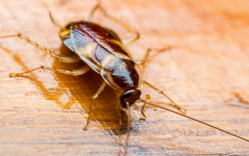 Aries Pest Control