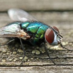 big fly