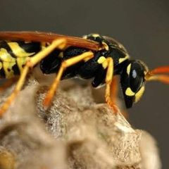 wasp