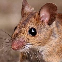 rat