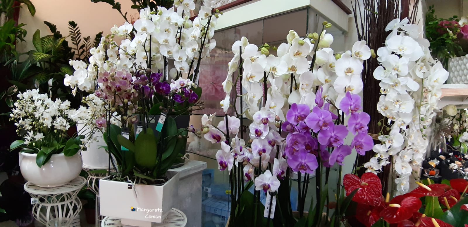 Orchidee