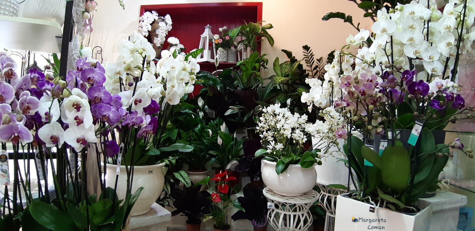 Fiori di diverso tipo