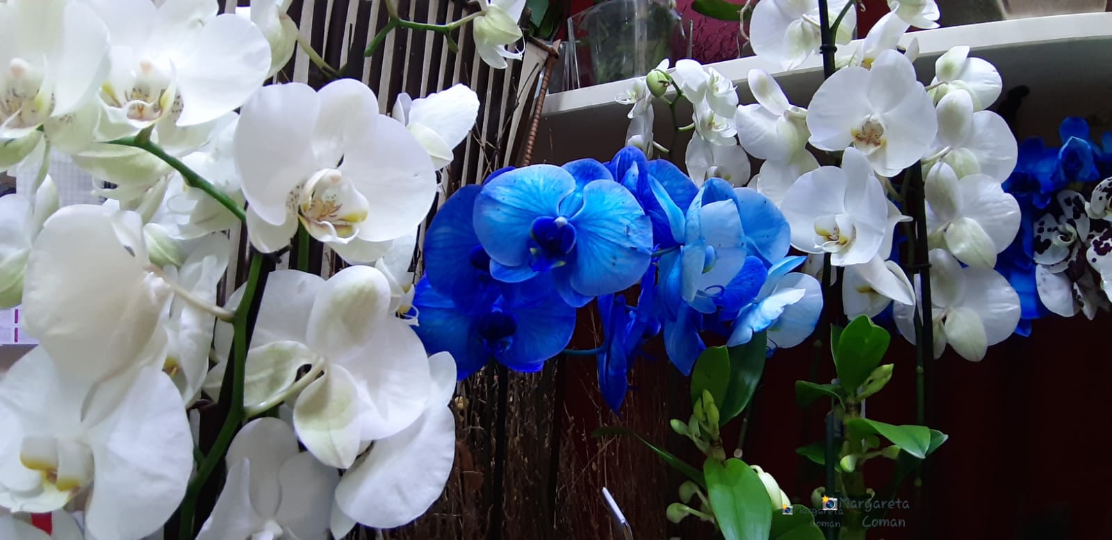 Fiori blu e bianchi