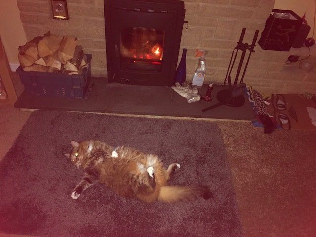 Cat lying on rug in front of a wood burning stove with logs and fireplace tools
