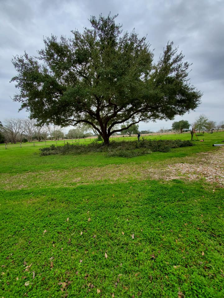 Large tree in a grassy field under a cloudy sky, with a stone wall and distant houses.