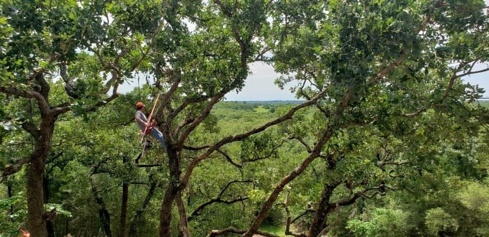 Person climbing a tree in a lush green forest canopy with a distant horizon