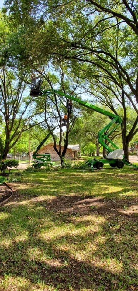 Green park with tall trees, a climbing structure, and sunlight casting shadows on the grass