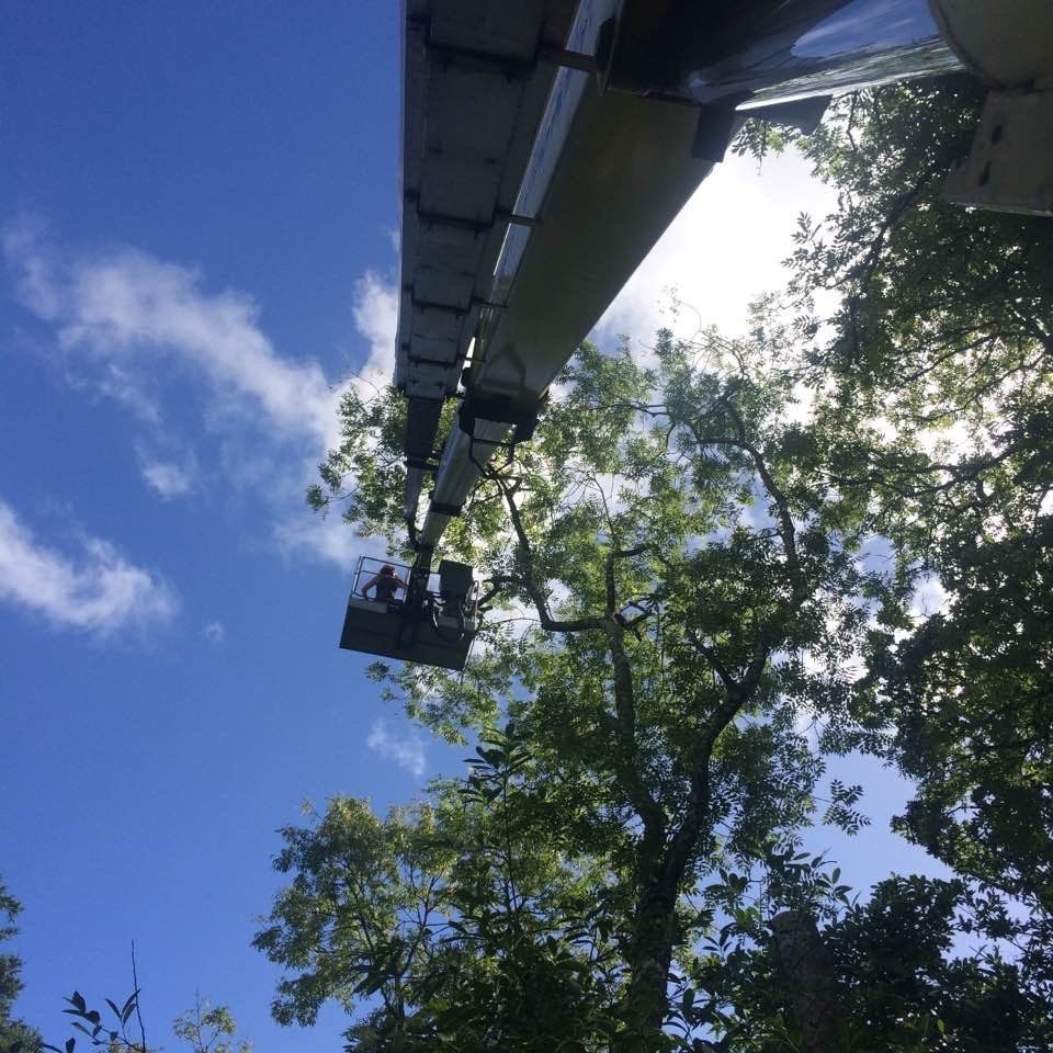 Tree Surgery