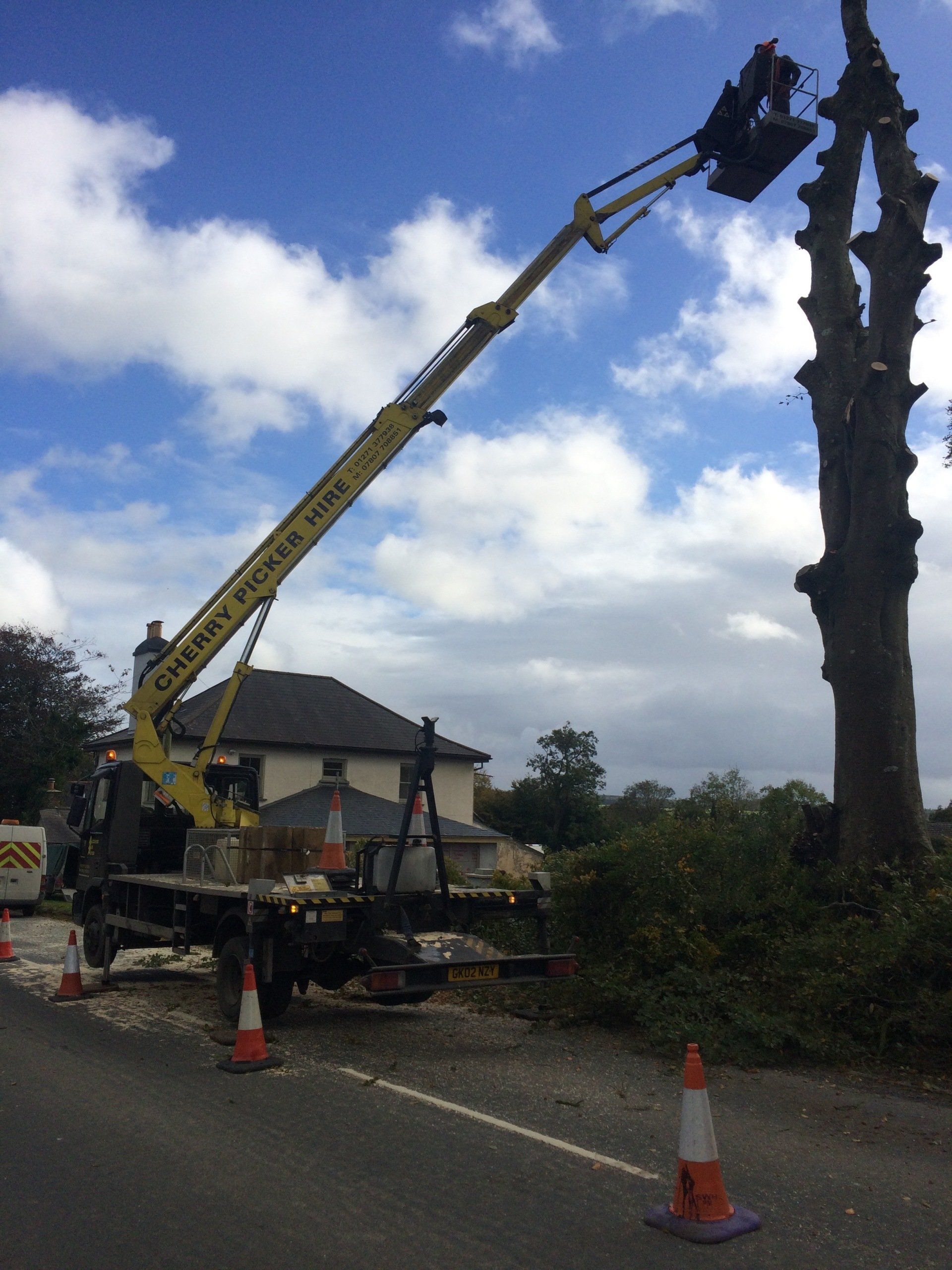 Tree Surgery