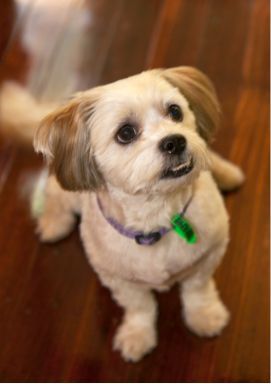 Brown Shih Tzu — Pet Stylist in Rapid Crook, NT