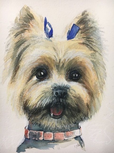 Yorkshire Terrier — Pet Portraiture in Rapid Crook, NT Yorkshire Terrier — Pet Portraiture in Rapid Crook, NT