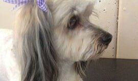 Plush Pets Stylists 1 — Pet Stylist in Rapid Crook, NT