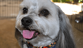 Plush Pets Stylists 4 — Pet Stylist in Rapid Crook, NT