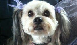 Plush Pets Stylists 2 — Pet Stylist in Rapid Crook, NT