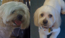 Plush Pets Stylists 7 — Pet Stylist in Rapid Crook, NT