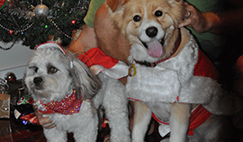 Plush Pets Stylists 11 — Pet Stylist in Rapid Crook, NT