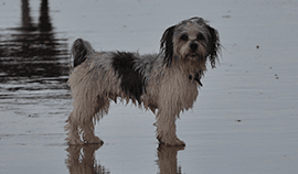 Plush Pets Stylists 14 — Pet Stylist in Rapid Crook, NT