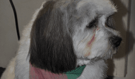 Plush Pets Stylists 15 — Pet Stylist in Rapid Crook, NT