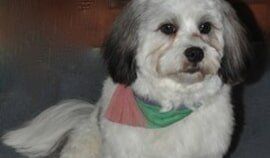 Plush Pets Stylists 10 — Pet Stylist in Rapid Crook, NT