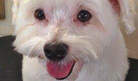 Plush Pets Stylists 19 — Pet Stylist in Rapid Crook, NT