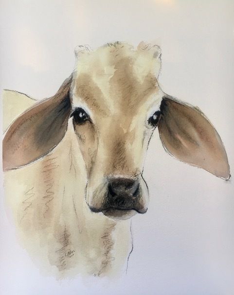 Cow — Pet Portraiture in Rapid Crook, NT Cow — Pet Portraiture in Rapid Crook, NT