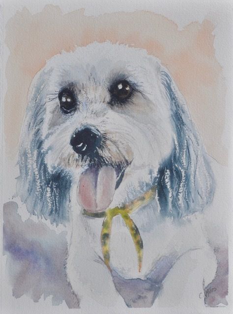 Cute Dog — Pet Portraiture in Rapid Crook, NT Cute Dog — Pet Portraiture in Rapid Crook, NT