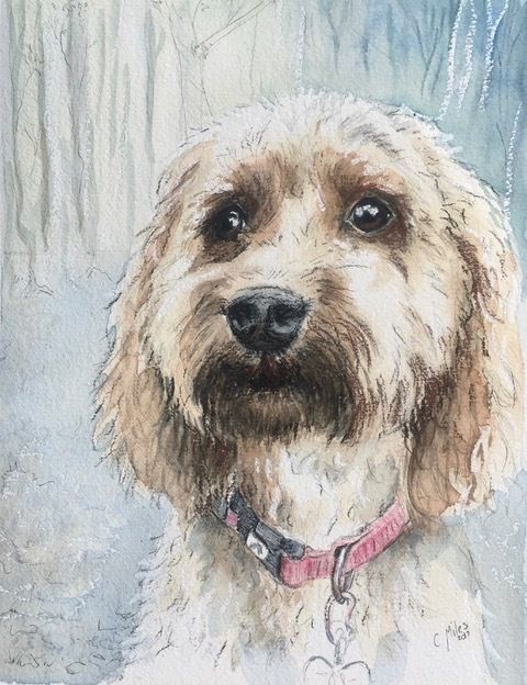 Dog — Pet Portraiture in Rapid Crook, NT Dog — Pet Portraiture in Rapid Crook, NT