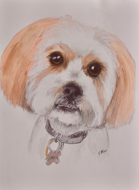 Dog with Brown Coart — Pet Portraiture in Rapid Crook, NT Dog with Brown Coart — Pet Portraiture in Rapid Crook, NT