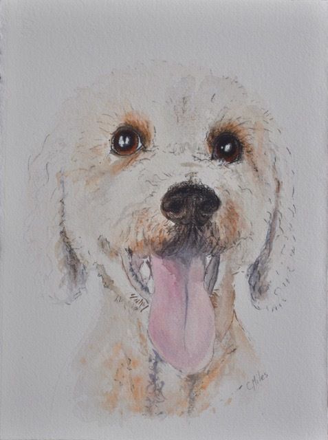Dog with Tongue Out — Pet Portraiture in Rapid Crook, NT Dog with Tongue Out — Pet Portraiture in Rapid Crook, NT