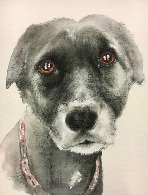 Gray Dog — Pet Portraiture in Rapid Crook, NT Gray Dog — Pet Portraiture in Rapid Crook, NT