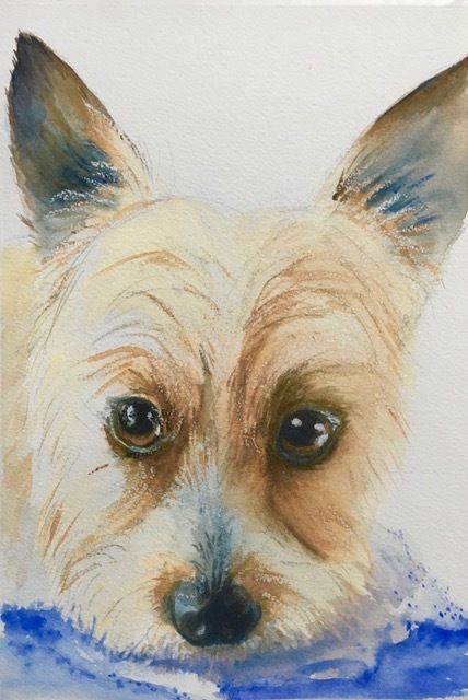 Mini Schnauzer — Pet Portraiture in Rapid Crook, NT Mini Schnauzer — Pet Portraiture in Rapid Crook, NT