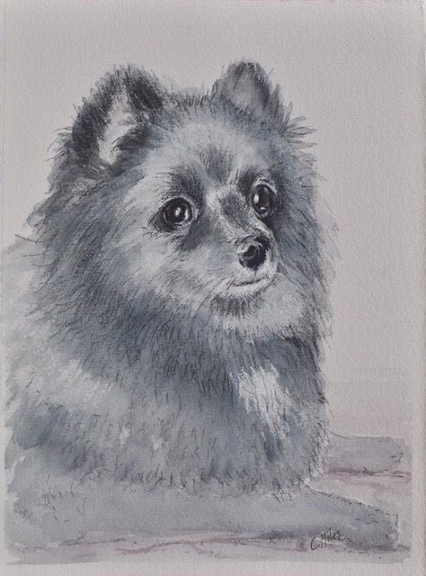 Pomeranian — Pet Portraiture in Rapid Crook, NT Pomeranian — Pet Portraiture in Rapid Crook, NT