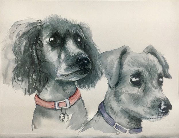 Puppies — Pet Portraiture in Rapid Crook, NT Puppies — Pet Portraiture in Rapid Crook, NT